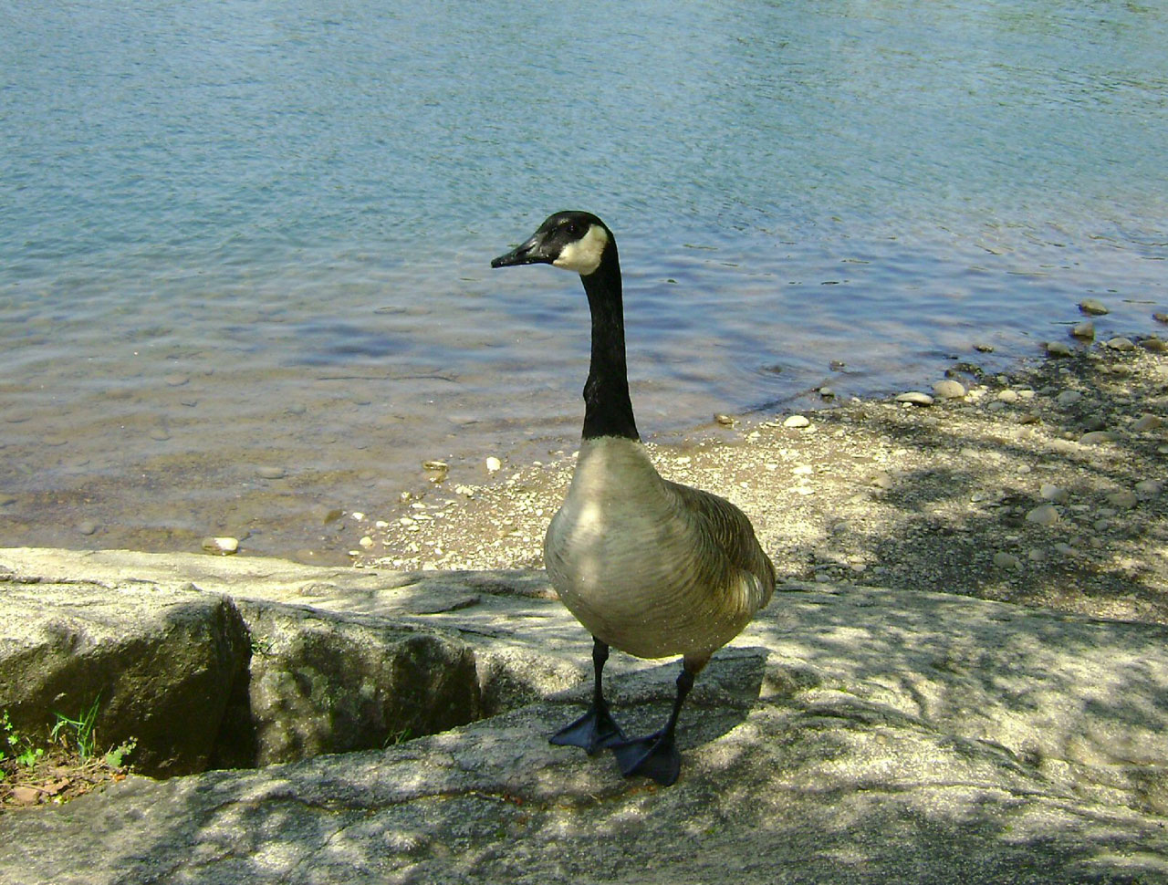 goose rock goose rock 3 free photo