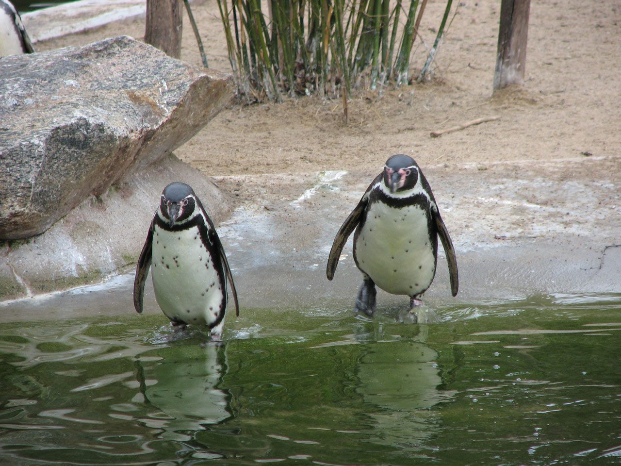 Пингвины в дикой природе. Пингвины купаются. Пингвин плавает. Пингвин группа животных.