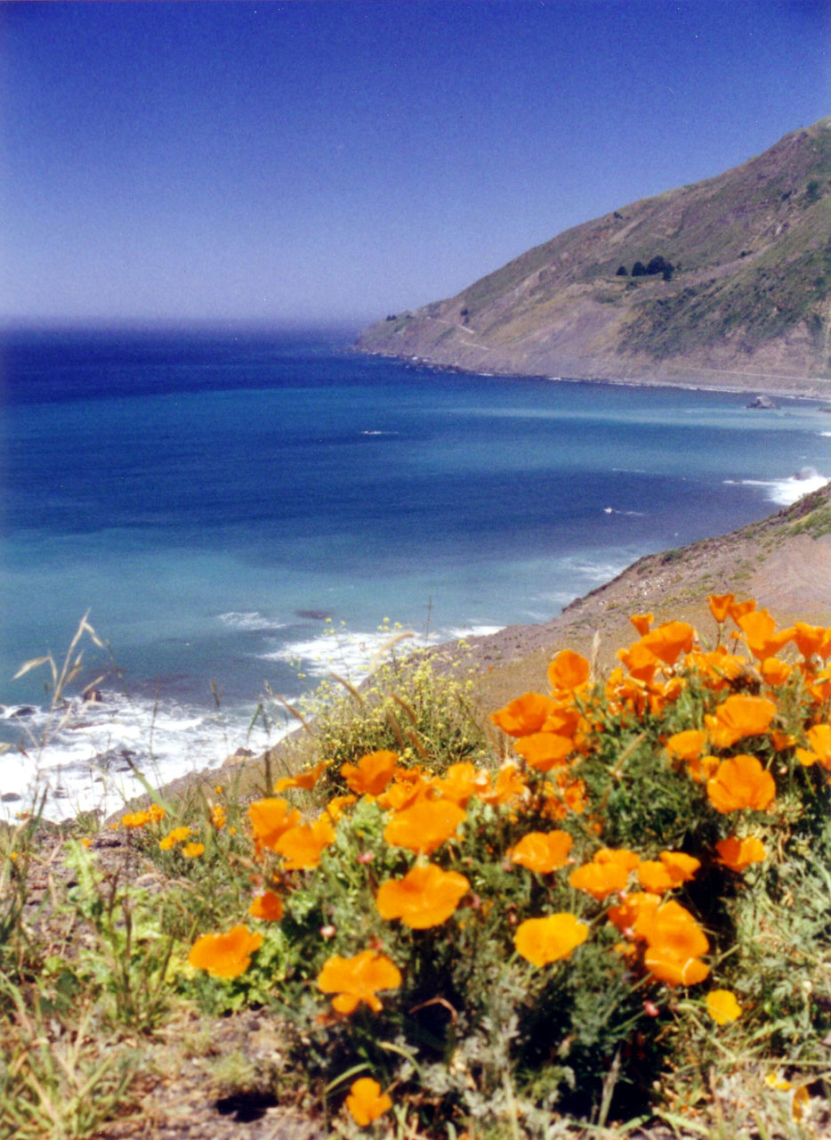 california poppies coast free photo