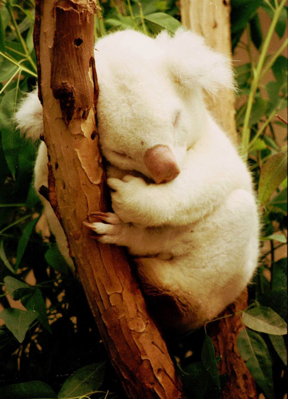 albino koala rare free photo