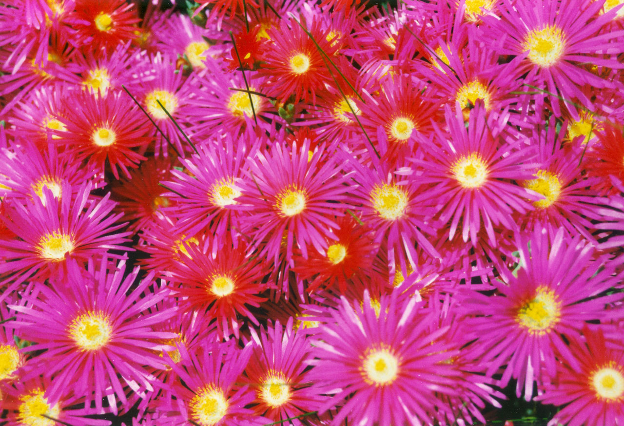 groundcover pink red free photo