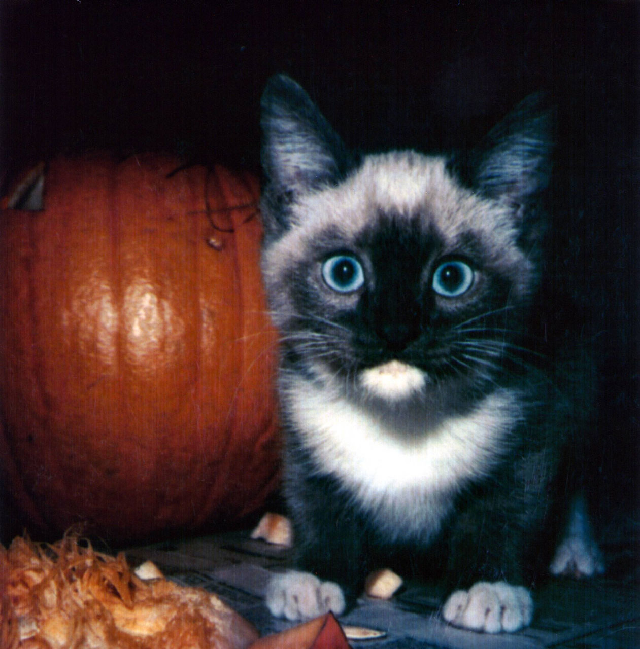 halloween precious kitten free photo