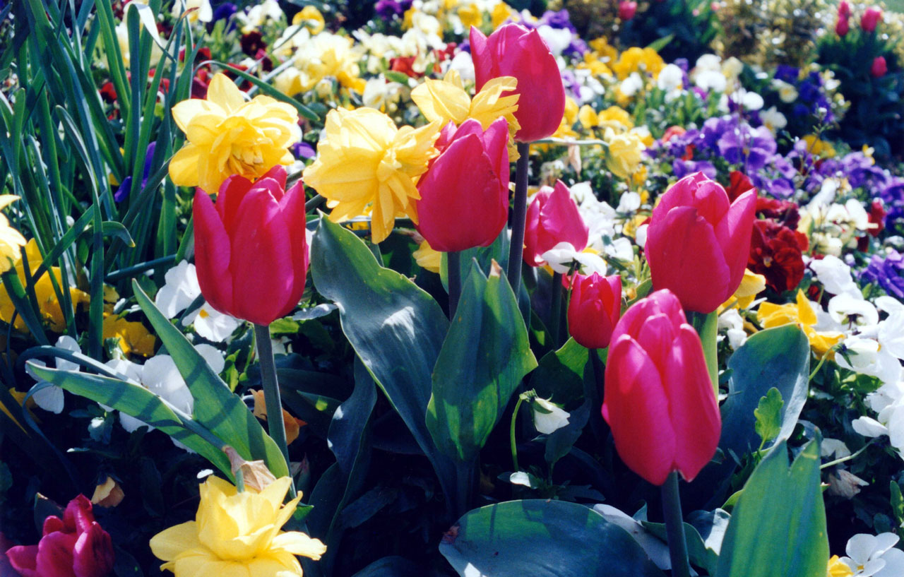 tulips multi colored free photo