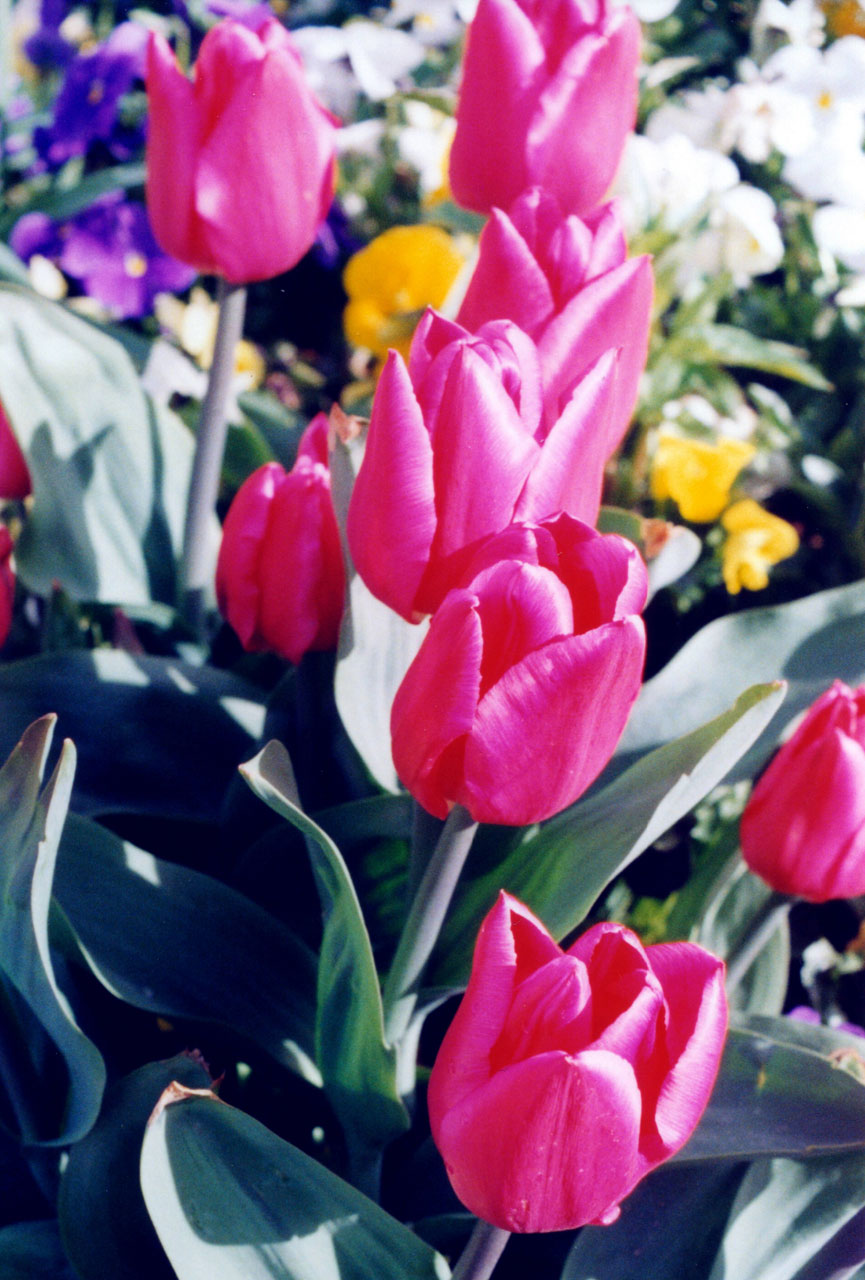 tulips washington state free photo