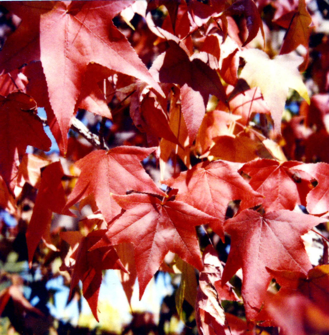 fall colors red free photo