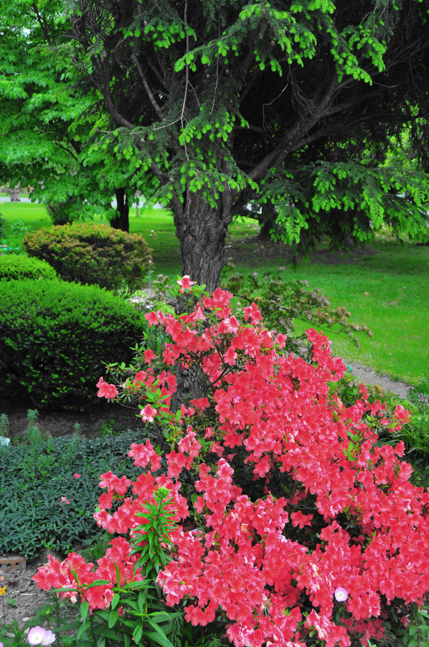 azaleas green foilage free photo