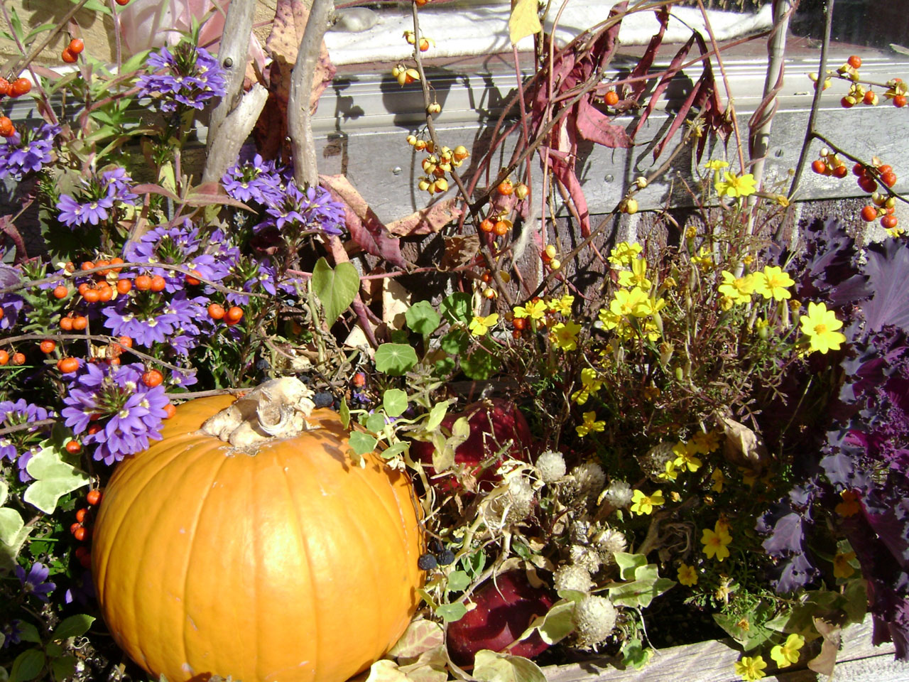 autumn pumpkin harvest free photo