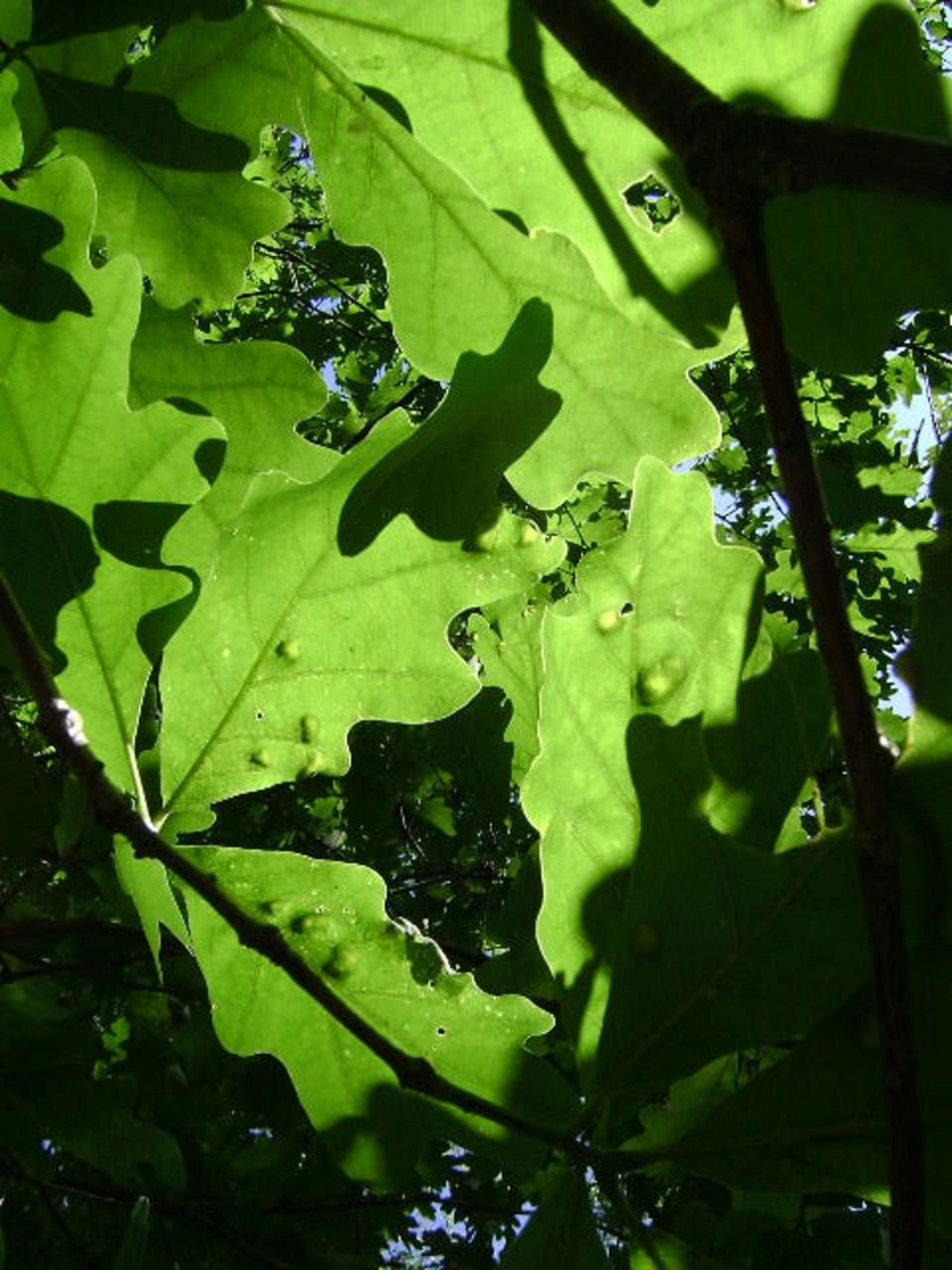 trees leaves green free photo