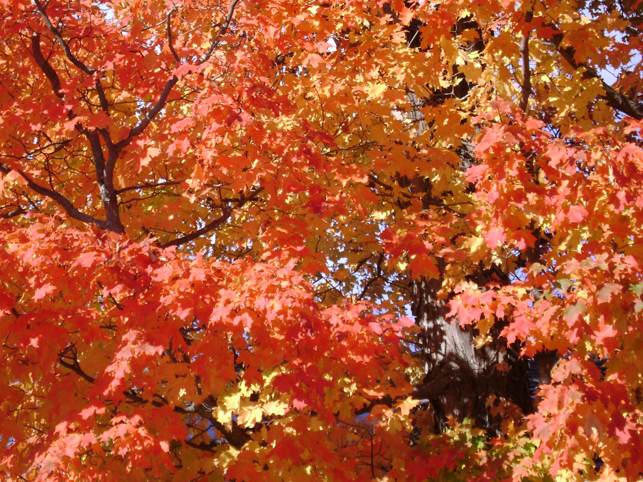 autumn tree trees free photo