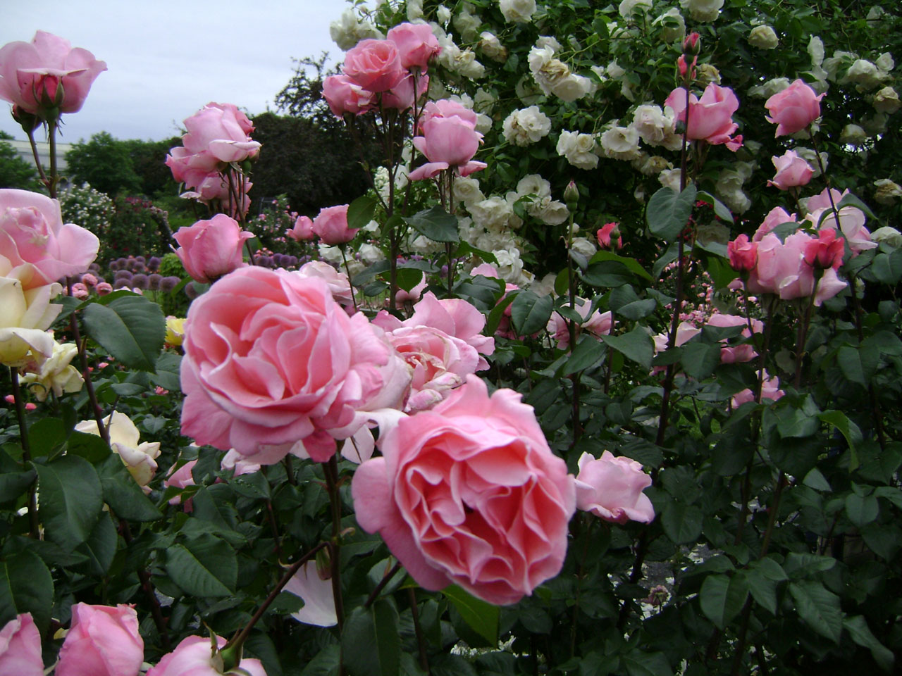 pink rose roses free photo