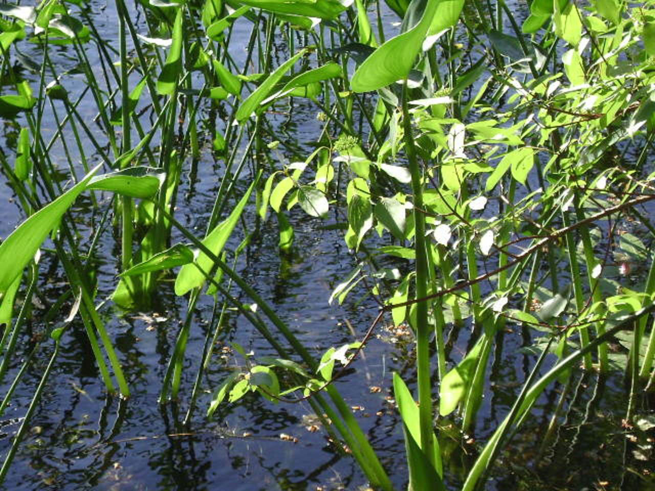 lake plants plant free photo