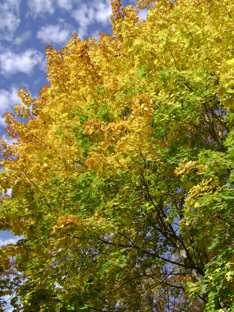 autumn color colors free photo