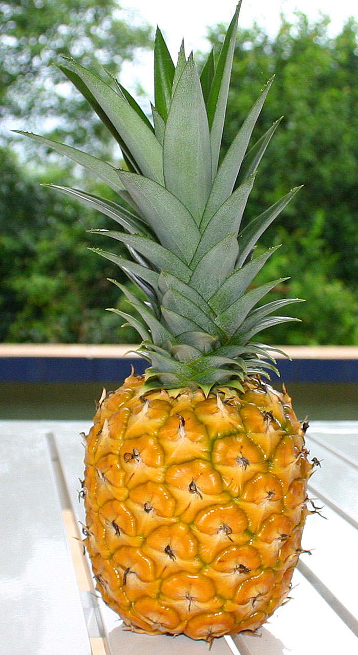 pineapple fruit ripe free photo
