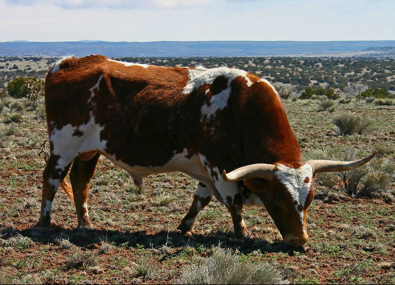 bull cow cattle free photo