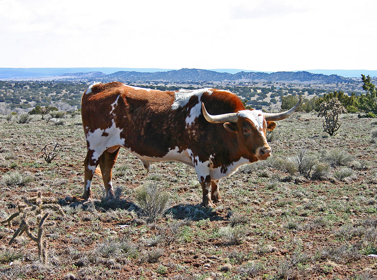 cattle ranch farm free photo