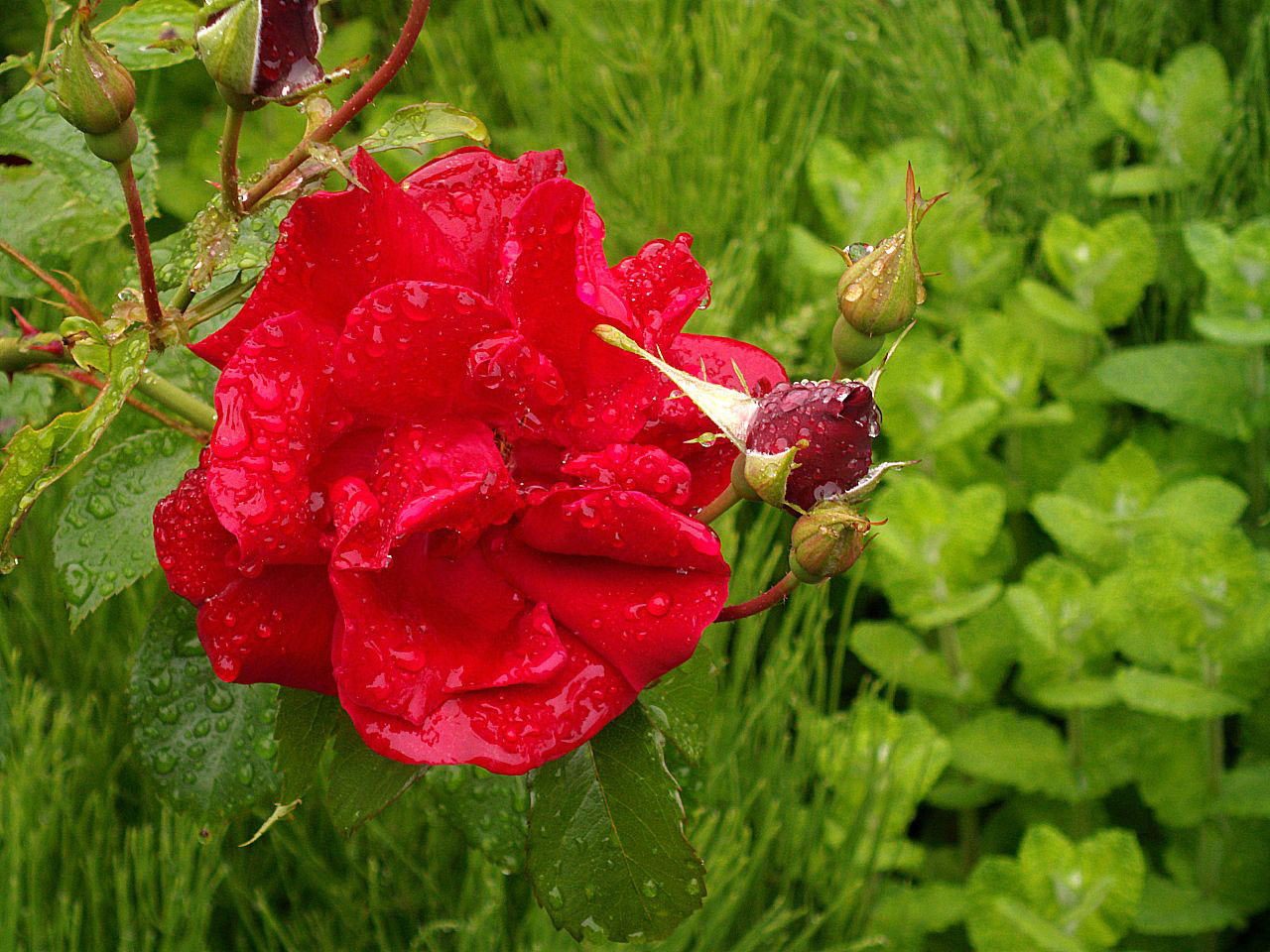 red rose rain free photo