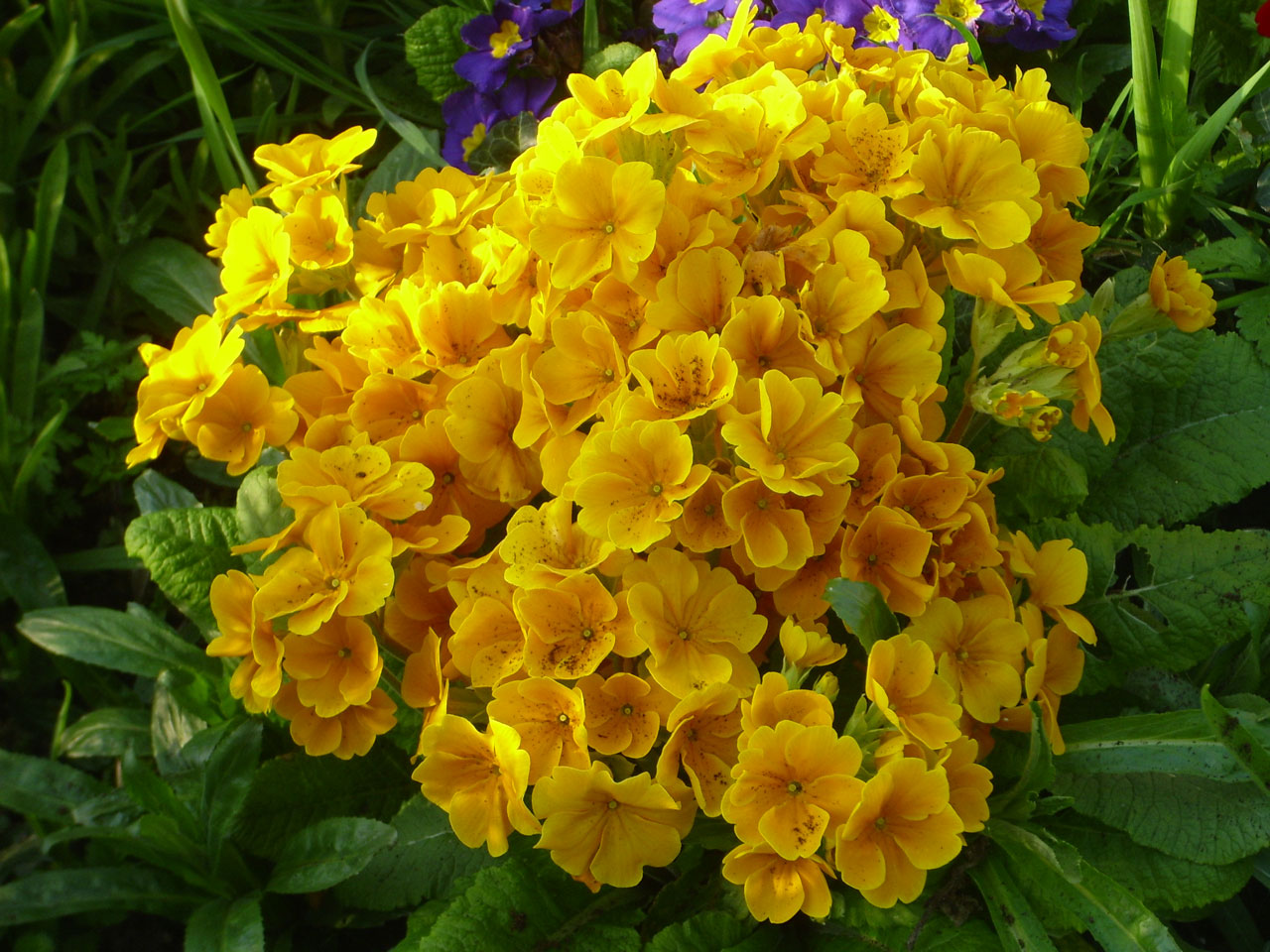 primula flower golden free photo