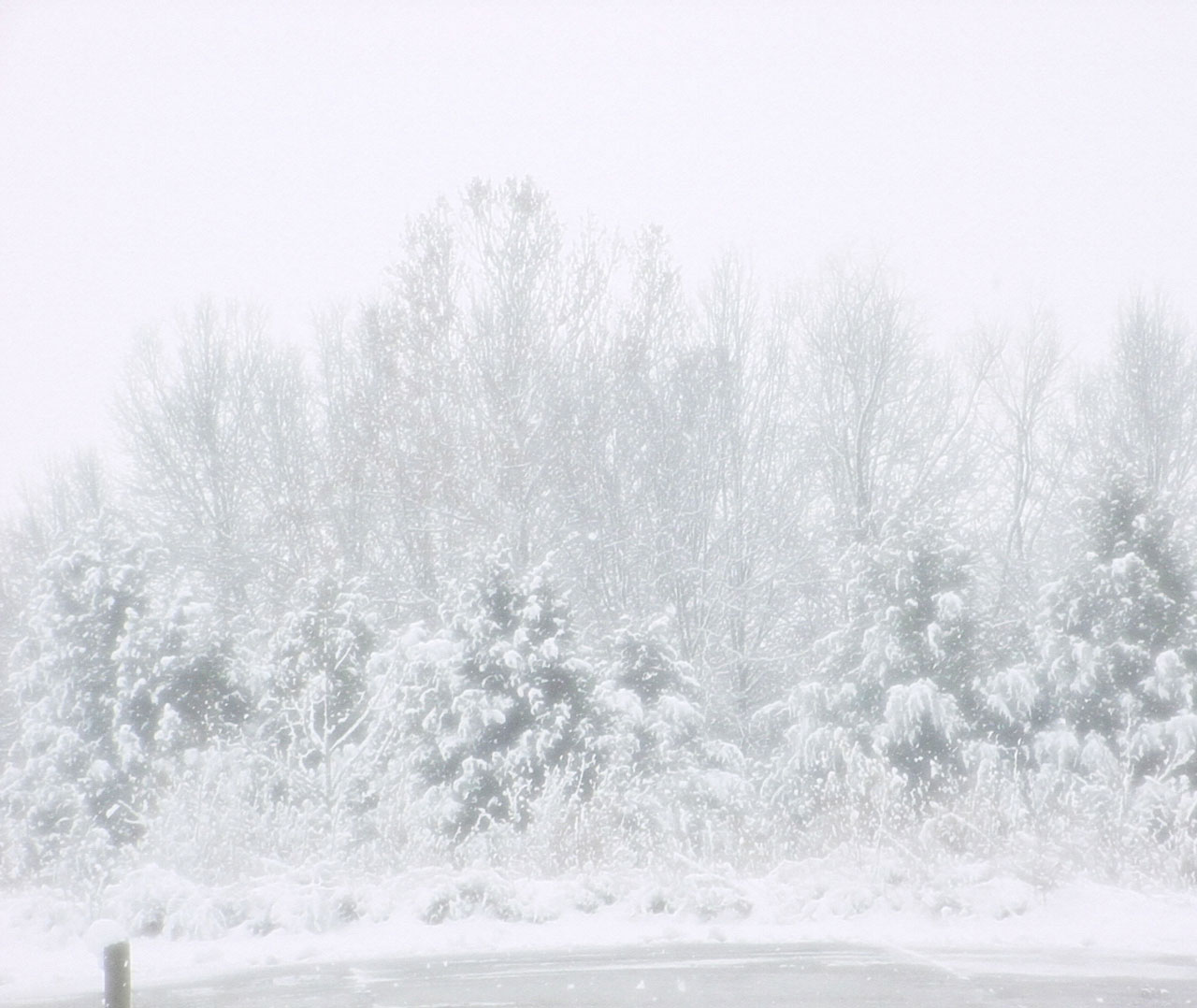 snow winter trees free photo