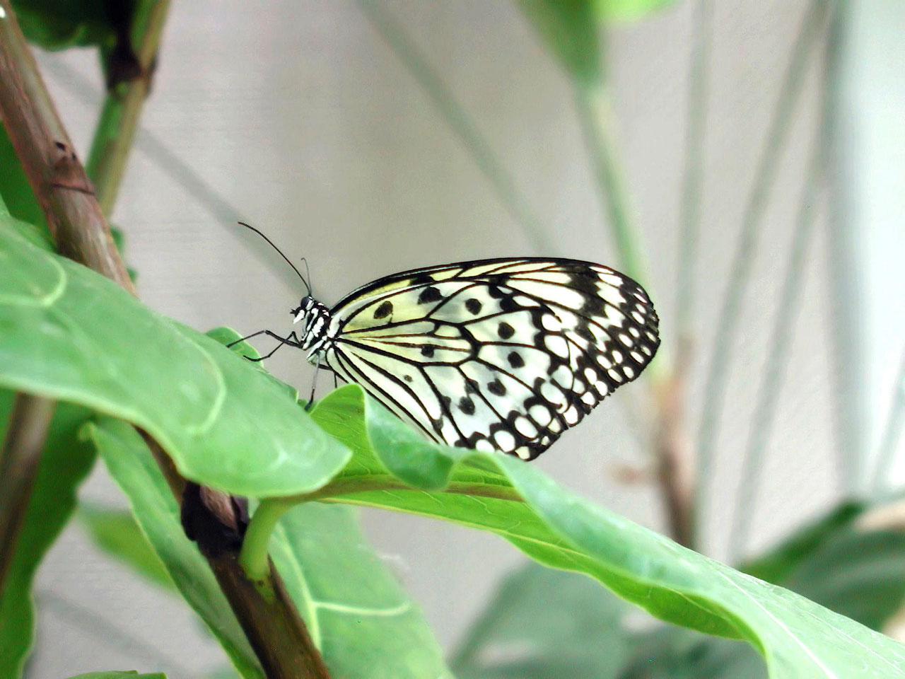 animals butterflies macro free photo