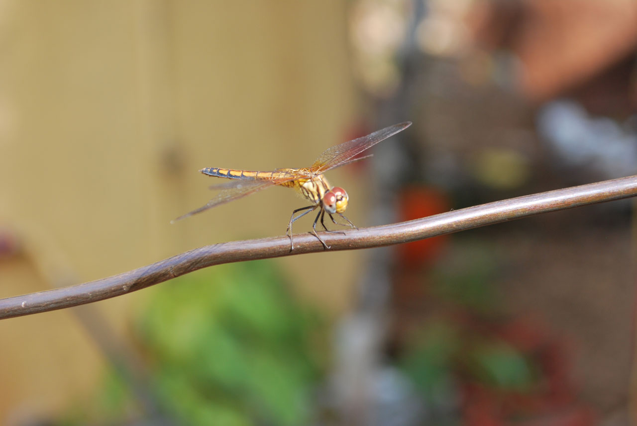 dragonfly steel cable free photo