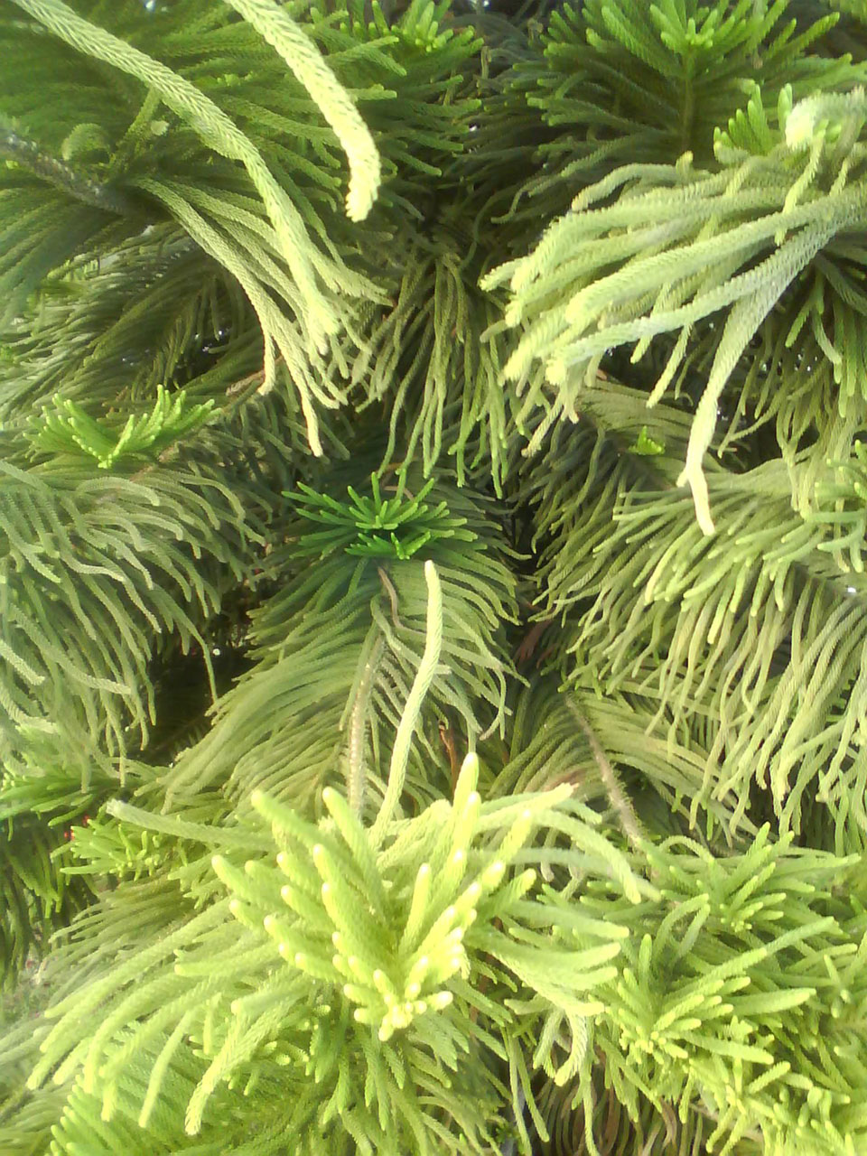 fir pine foliage free photo