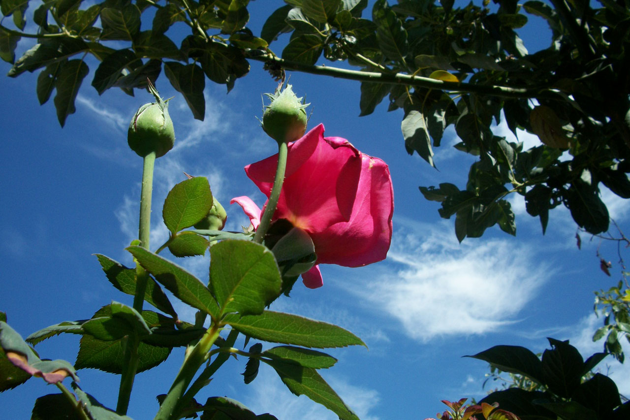 flower flowers rose free photo