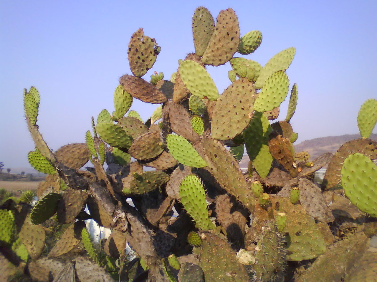 thorns cactus spines free photo