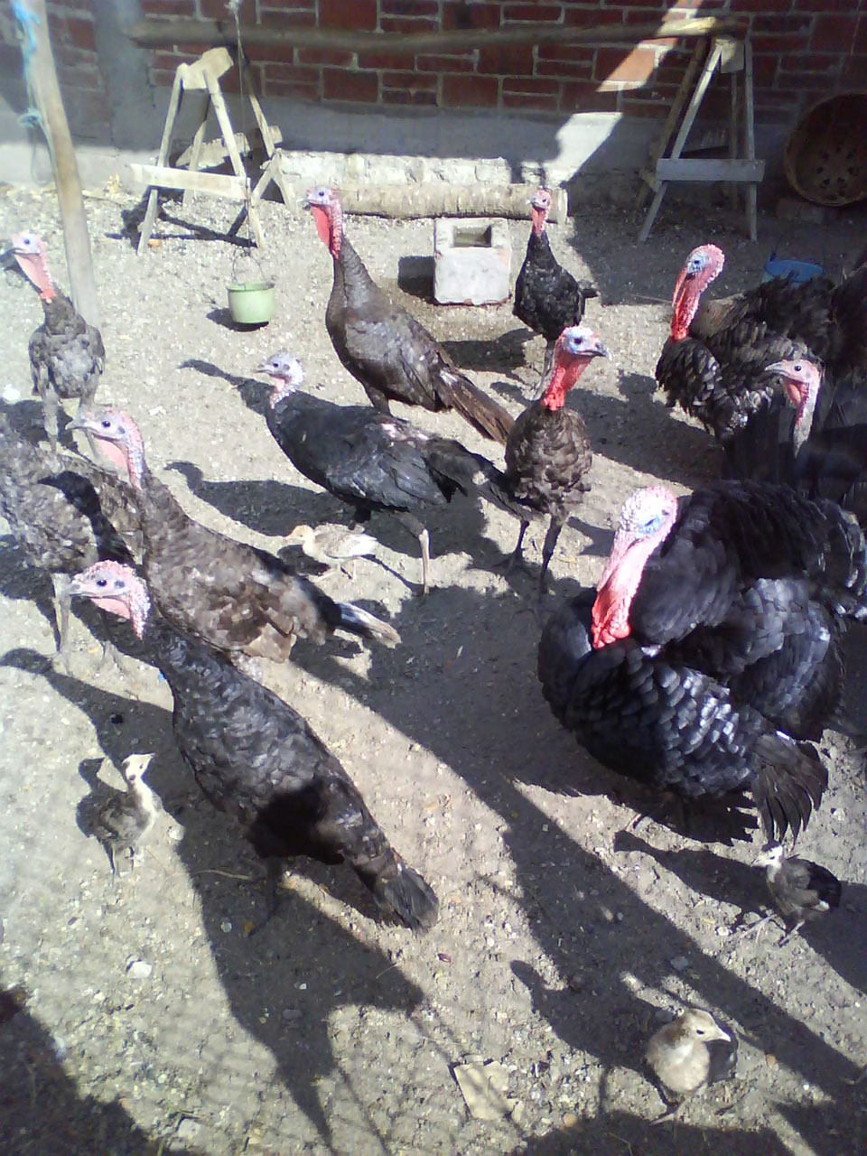 turkey poultry bird free photo
