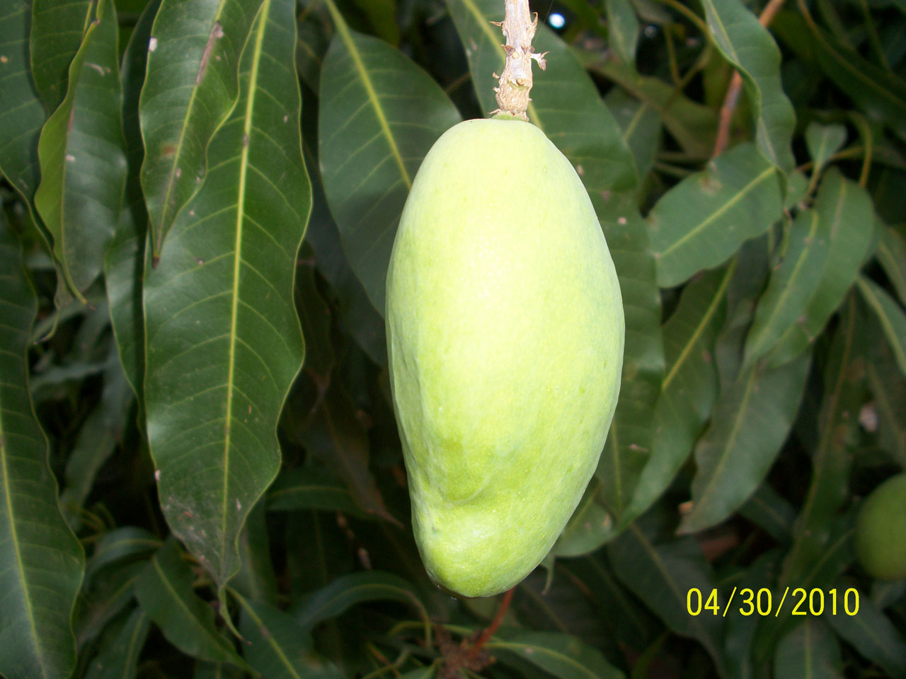 mango mangal fruit free photo