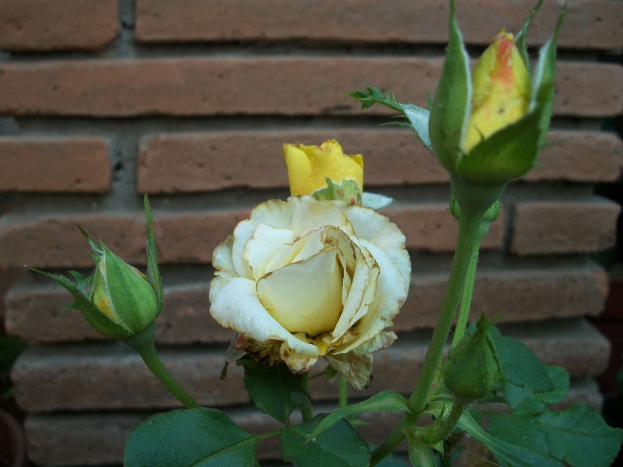 rose yellow cream free photo