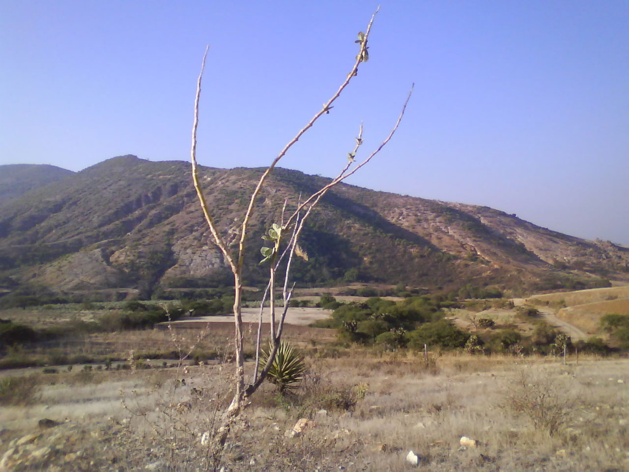 tree trees field free photo