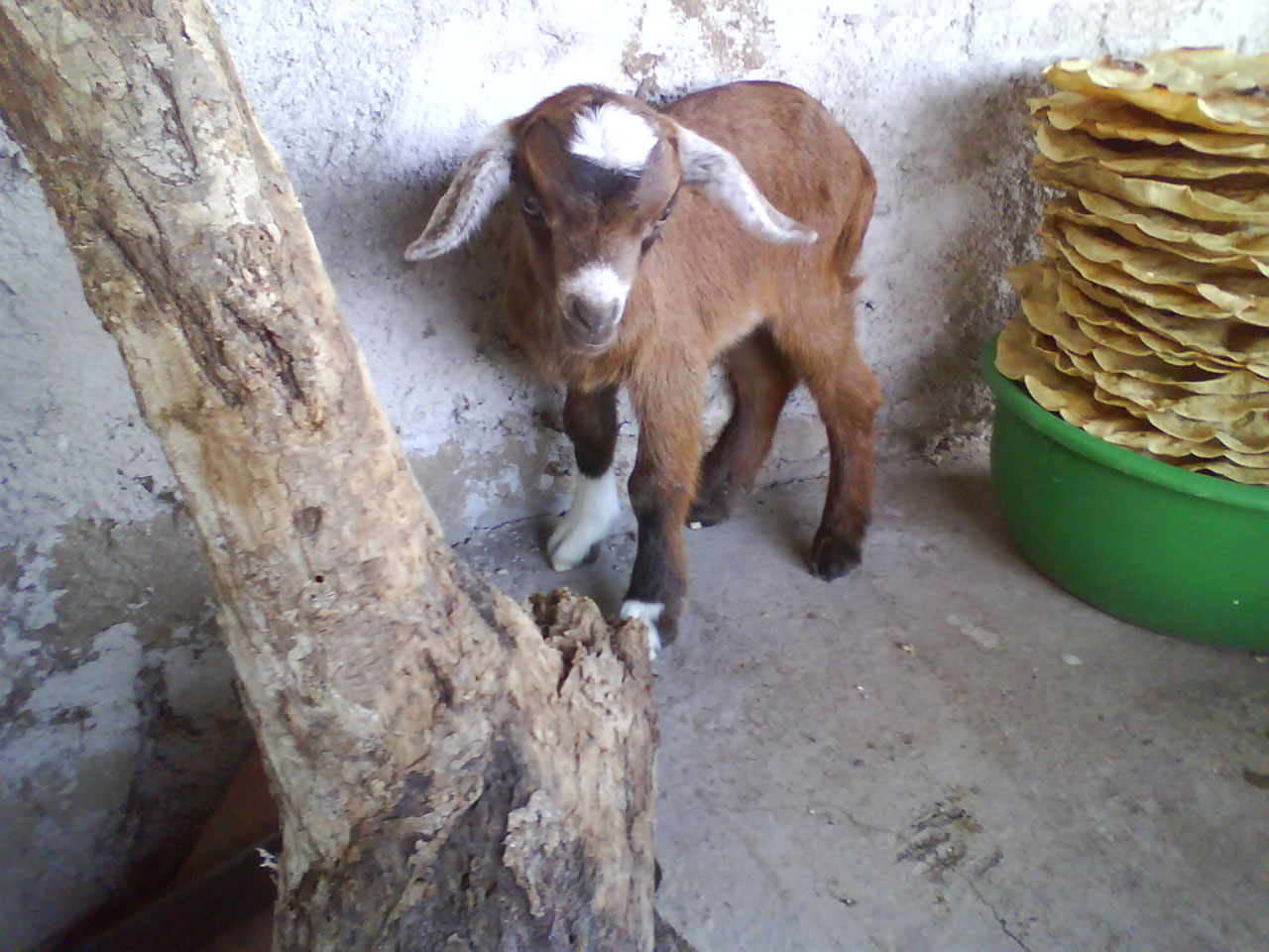 goat goats animal free photo