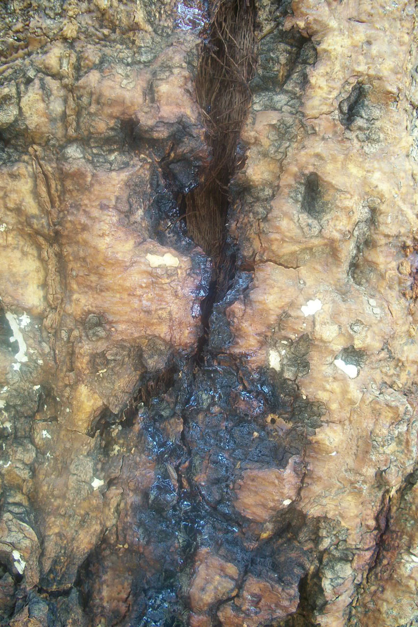 resin trunk tree free photo