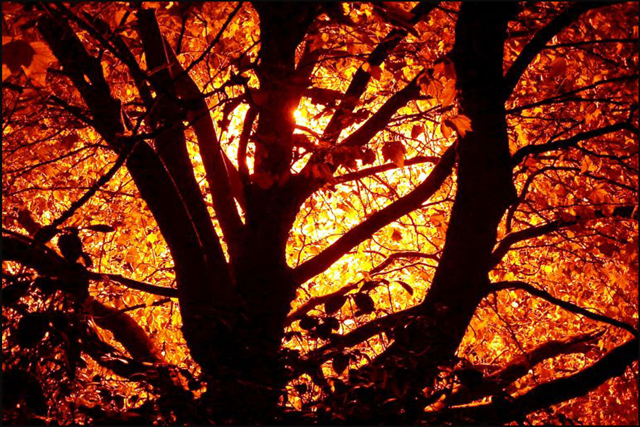 tree trees autumn free photo
