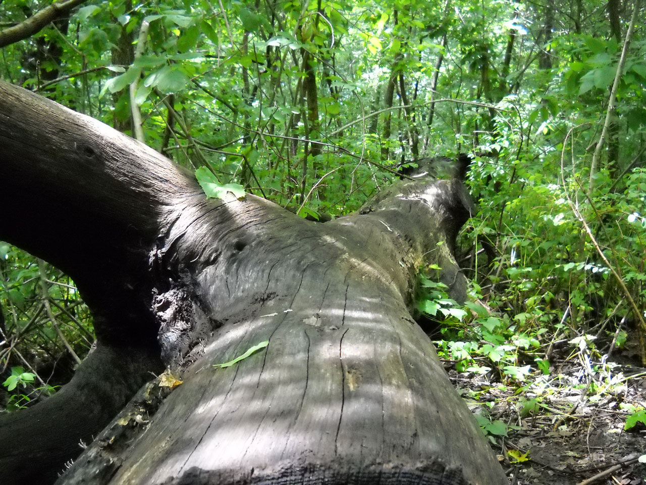 Falling tree. Поваленное дерево в джунглях. Бревно на природе. Тропические деревья поваленные. Эбеновое дерево в дикой природе.