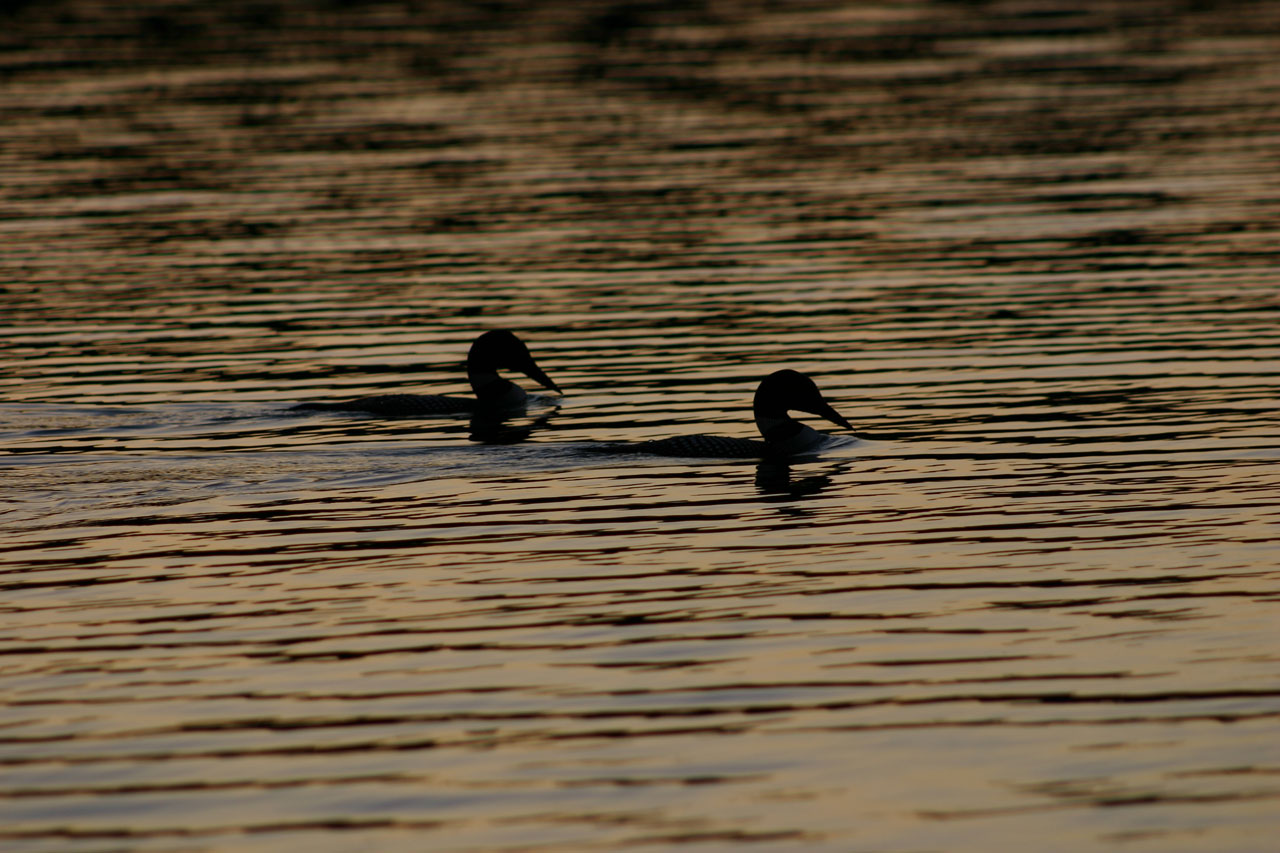 loons lake loons free photo