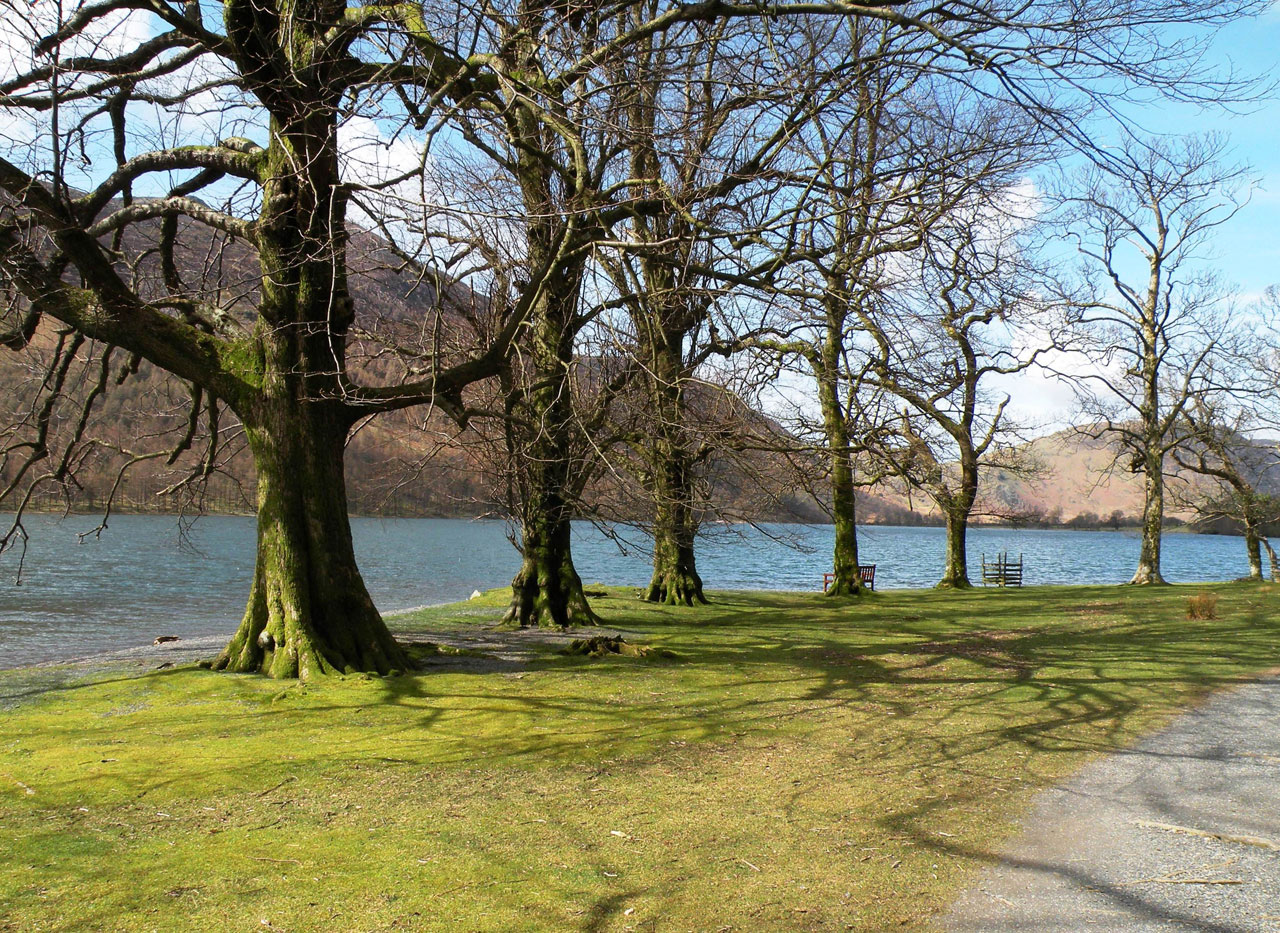 trees nature lake free photo