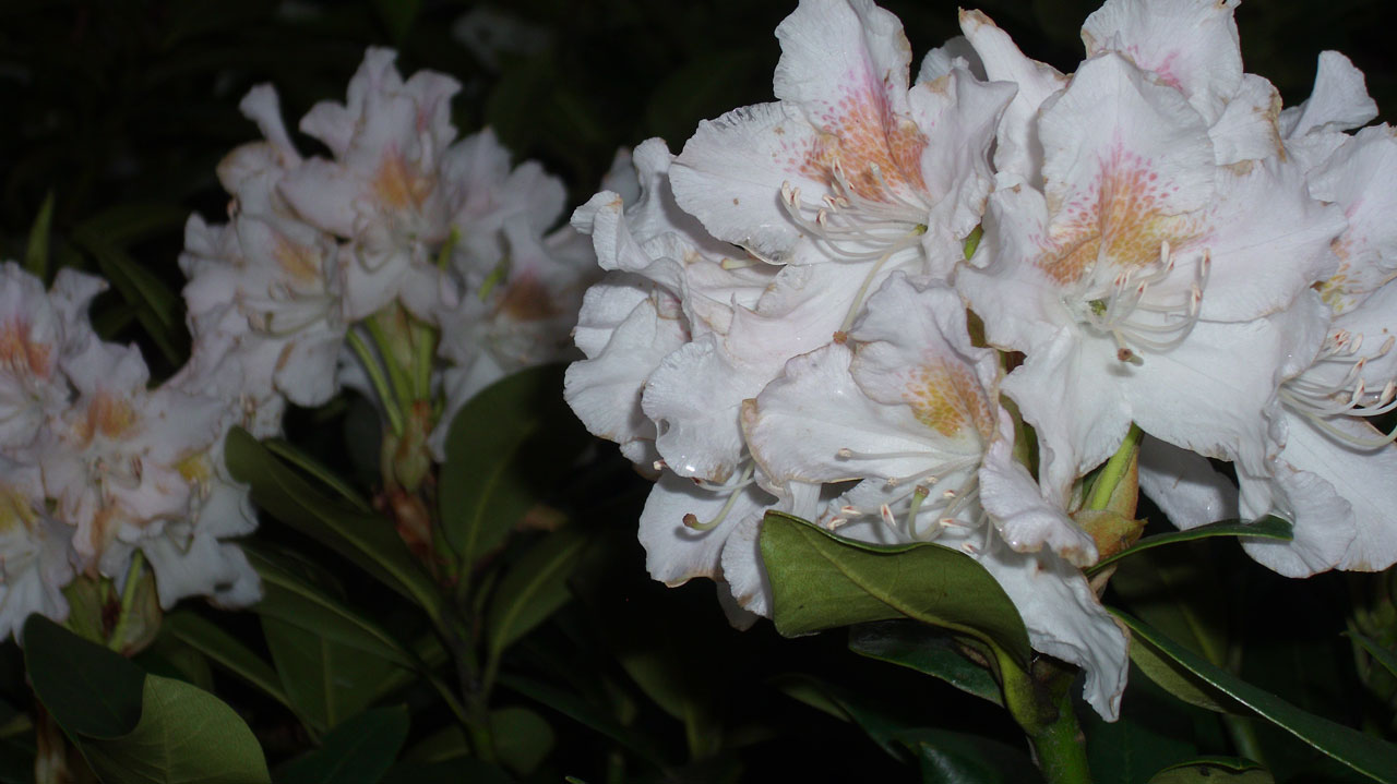 rhododendron rhododendrons garden free photo