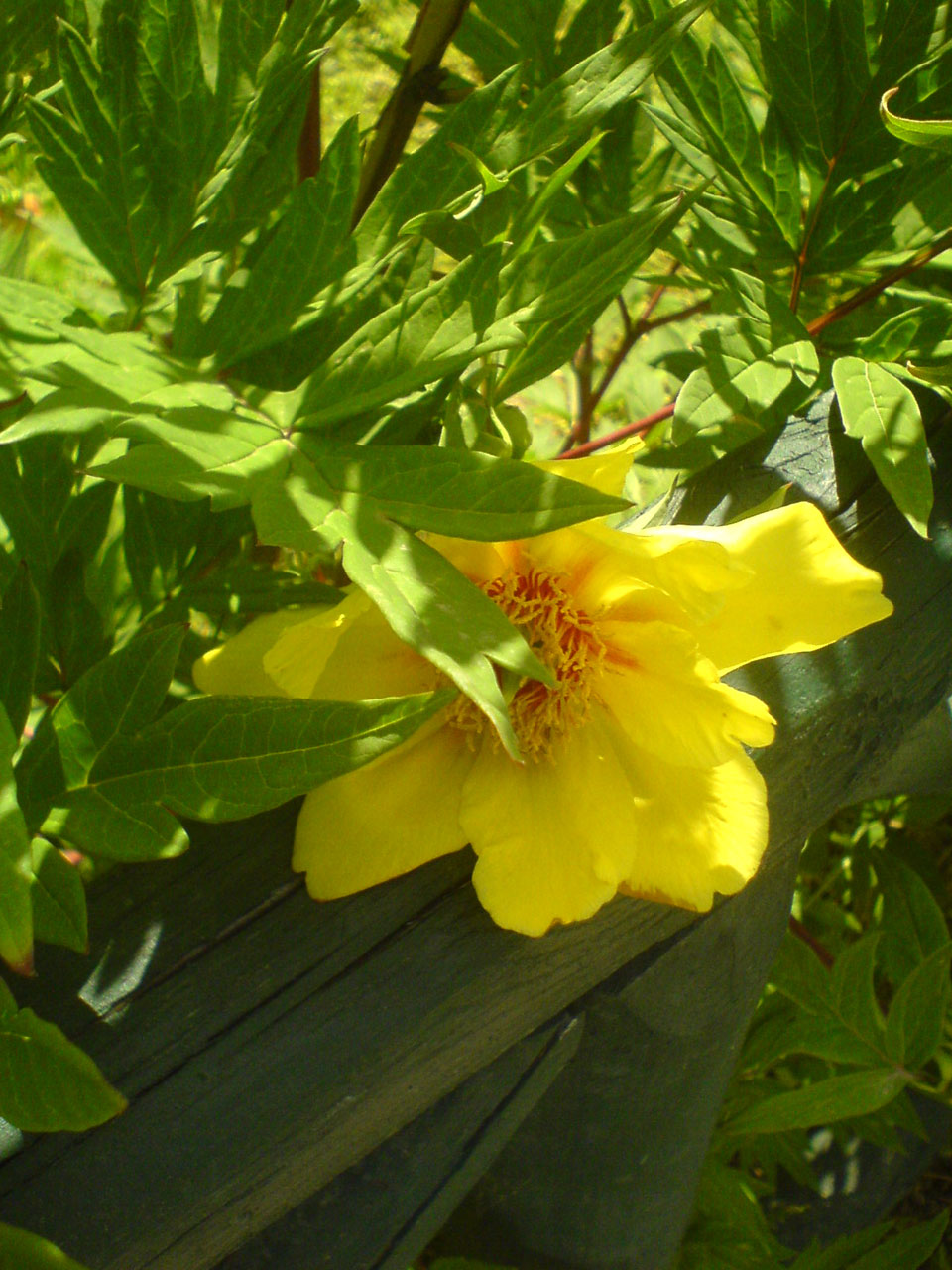 flowers peonies peony free photo