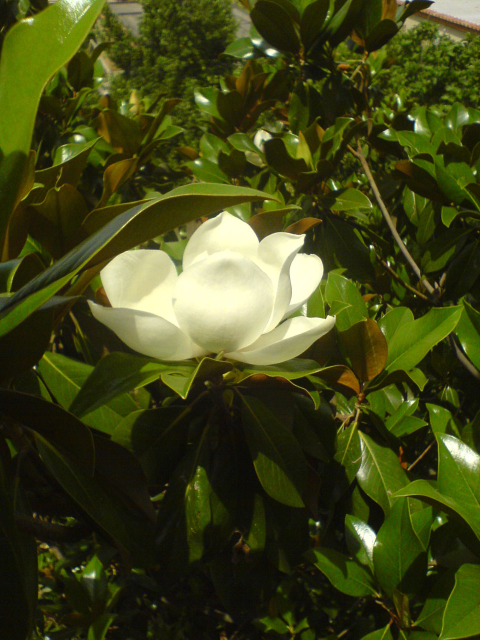 magnolia white flowers free photo
