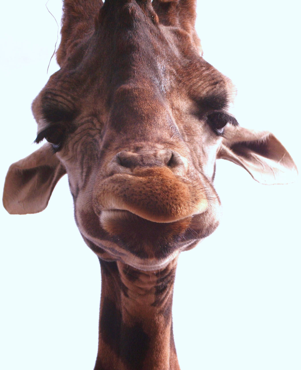 Giraffe,funny,face,giraffe,free pictures - free image from 