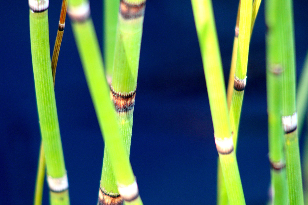 reeds macro reeds free photo