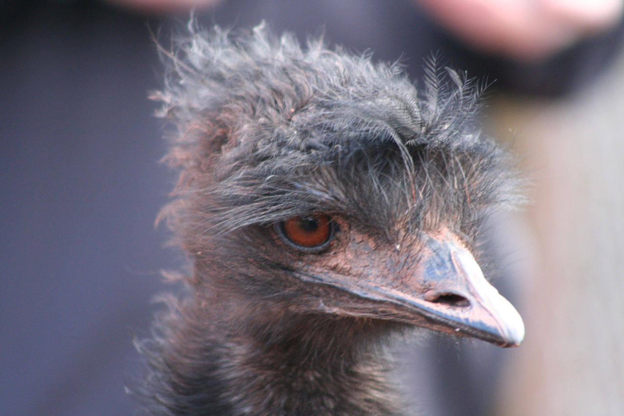 emu upclose emu free photo