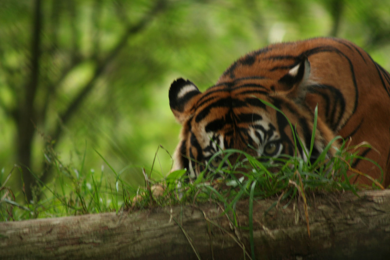 peeking tiger peeking tiger free photo