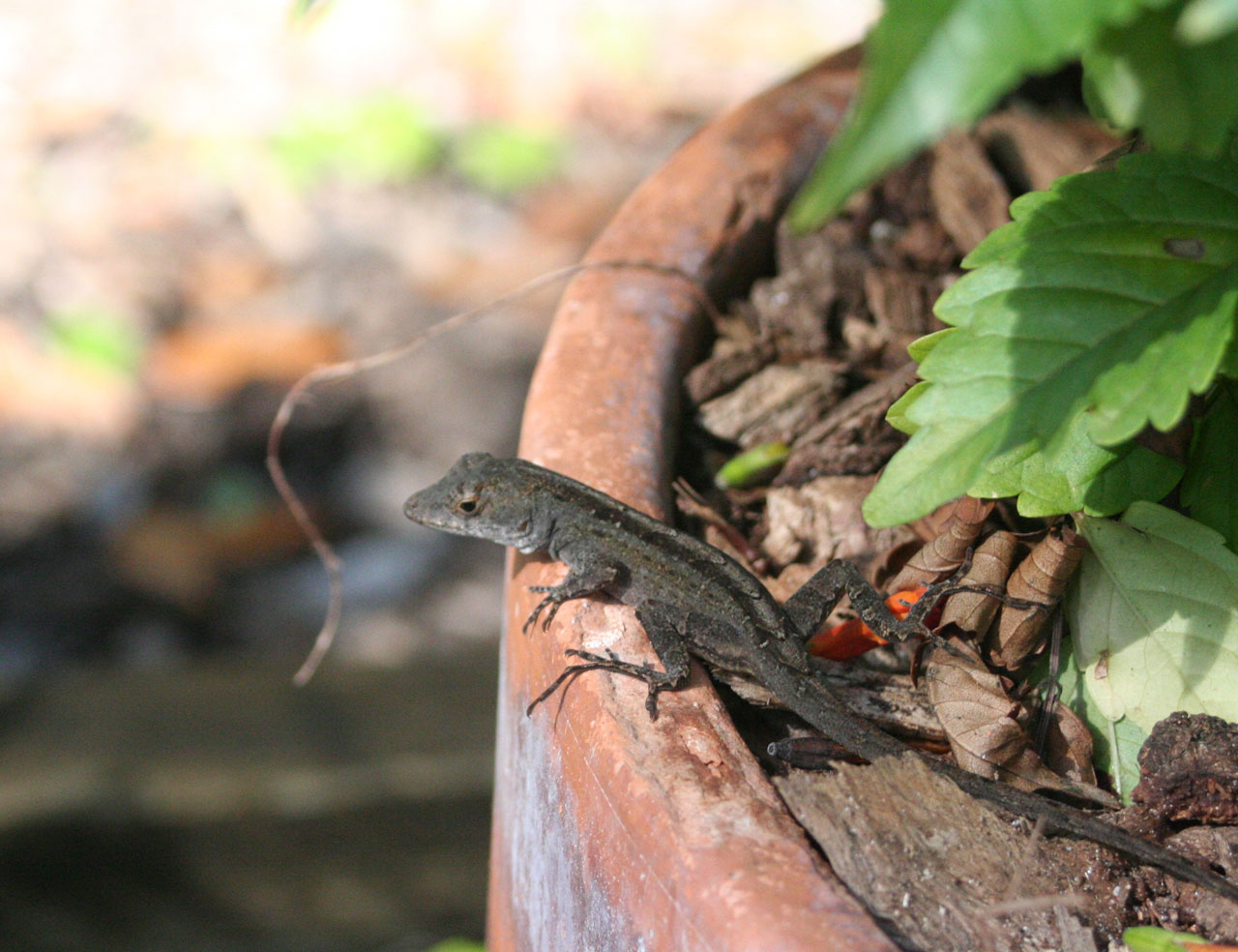 lizard flower pot free photo