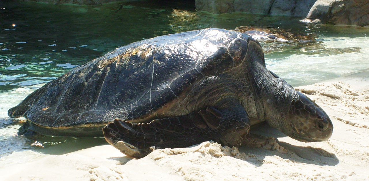 sea turtle ocean free photo