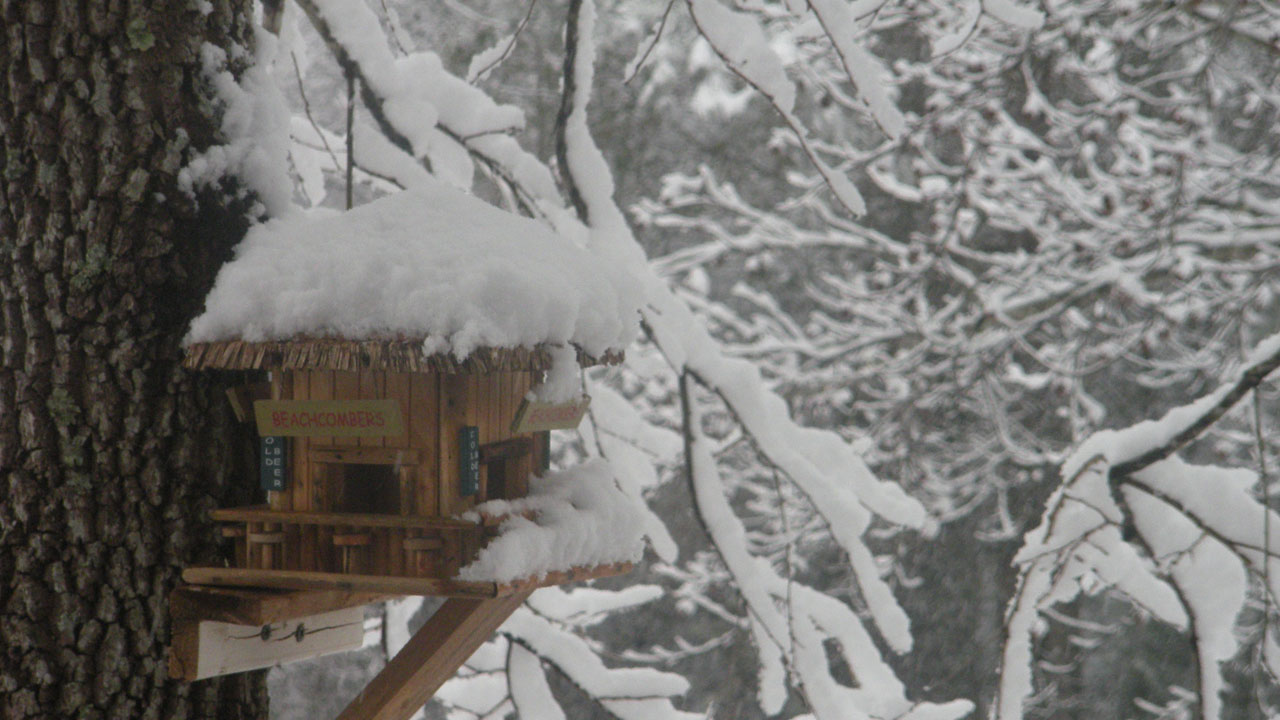 birdhouse snow winter free photo