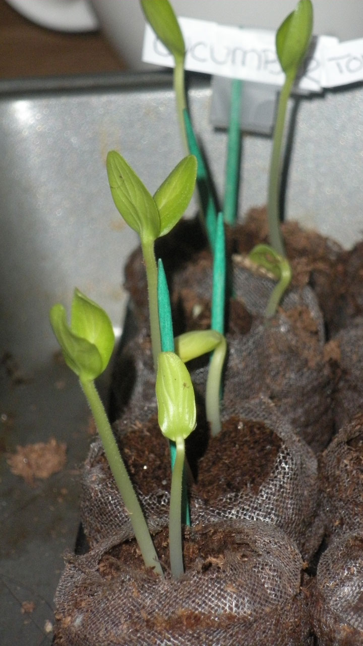 seedlings sprouting plants free photo