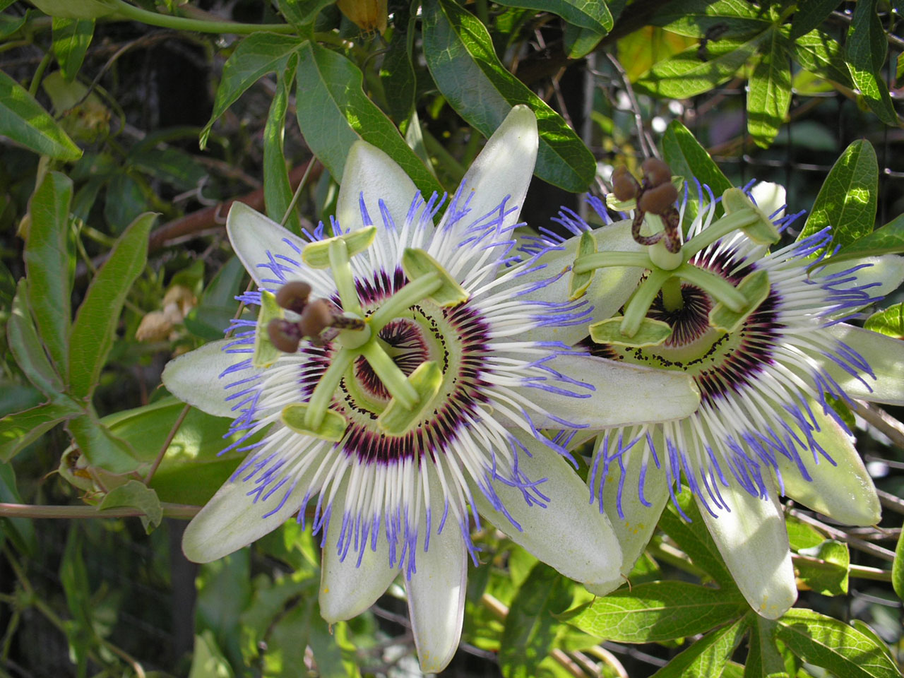 passion flower mburucuyá free photo