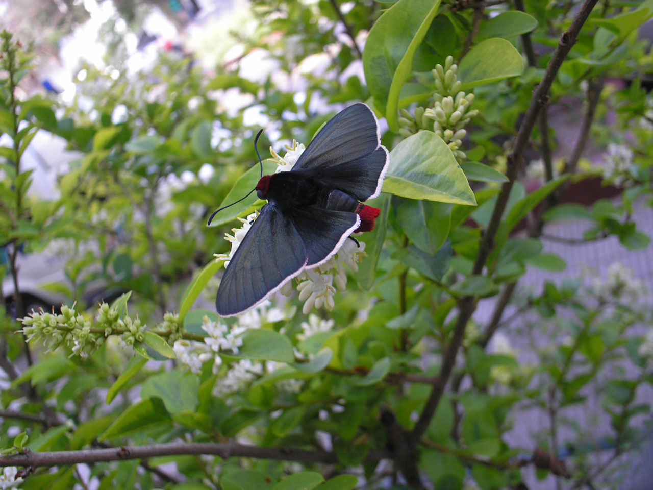 butterfly uruguay black butterfly free photo